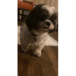 Daisy is cute129