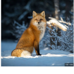 The Happy Fox