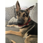 Maxybears group