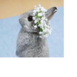 Team Lapin :D