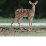 Deers!