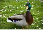 los tocinos patos