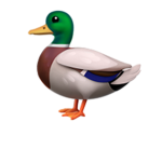 Lovely Duccky's