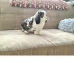Cozy’s Bunny’s