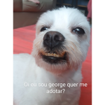 Amigos legai mais do mundo