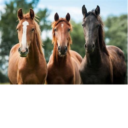 || Horse Game ||