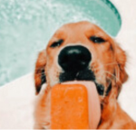 beachy シ