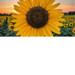 Sunflower_kk