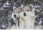 #Wolf Squad!