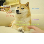 Doge Kingdom…