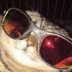 Swag Cat Nation