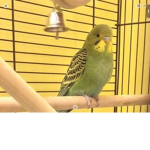 ~ parrot luv forever ~