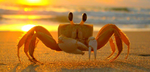 Invasion of the crabs!