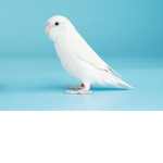 - Bird's -
