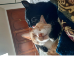Gatos roblox pro