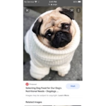 Pug power squad