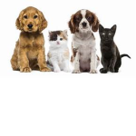 cats and dogs :))