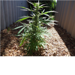 Legalize!