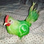 blrdbrain