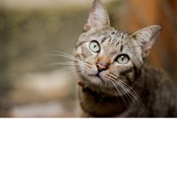 [NEW] Cat RP