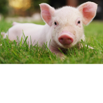 dude pig