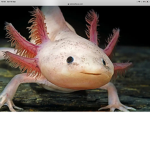 Captain axolotl s