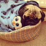 The pug fan group!