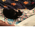 The black cat gang