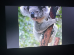Koala production