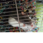 Rattikins