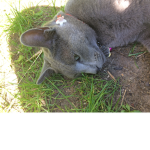 Cat club !