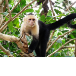 monkey army!!!!