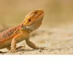 The Bearded Dragon Crew