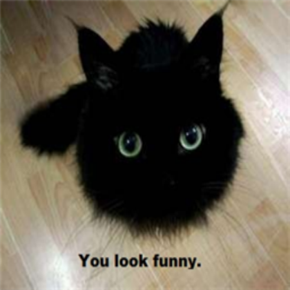 Cat Roblox decal