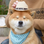 로벅스 나눔을 할 뿐