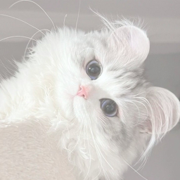 ˖ 💌 ˚   토끼