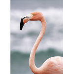 Flamingo United.