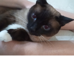 Cat love is all you need