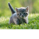 Lola The Cat