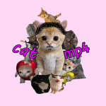 cat.mp4s