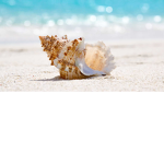 Summer Shells