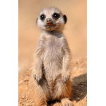 Not A Ferrit, A Meerkat!