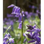Blue bell!