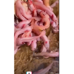 Axolotl khaimali