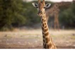 || Mr longneck ||
