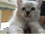Marlin cat