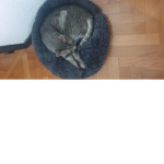 Fan des chat