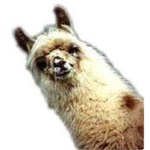 llama fan club