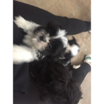 Oreo the cookie