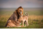 TEH Lion Squad !!! :D